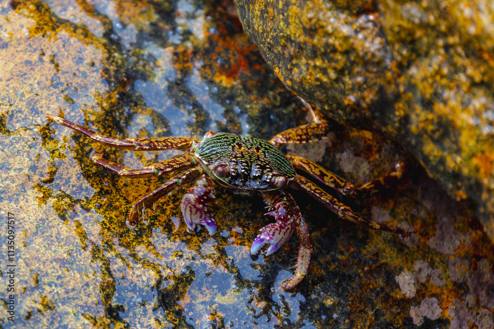 Selective focus of crab in its natural habitat, Leptograpsus variegatus, known as the purple rock crab is a marine large-eyed crab of the family Grapsidae, Living out naturally animal along seashore. Selective focus of crab in its natural habitat, Leptograpsus variegatus, known as the purple rock crab is a marine large-eyed crab of the family Grapsidae, Living out naturally animal along seashore.