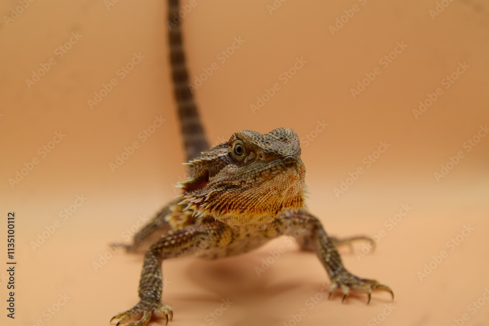 Naklejka premium portrait of a lizard