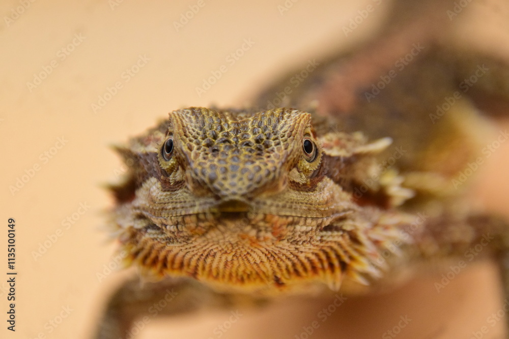 Fototapeta premium close up of a bearded dragon