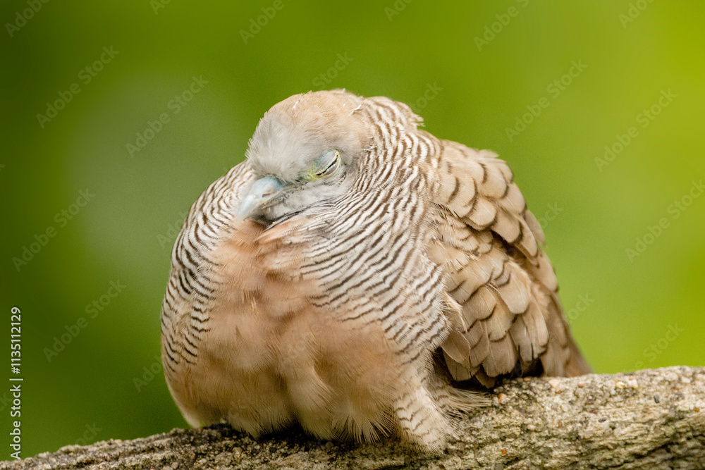 a sleepy bird a sleepy bird