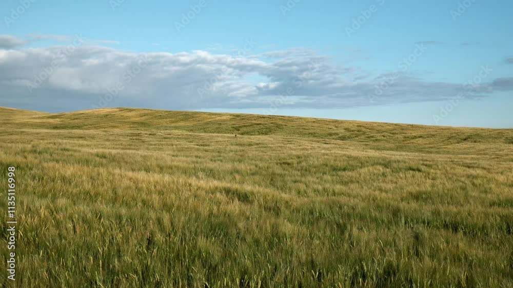 A beautiful expanse of golden grass stretches across the landscape, under a clear blue sky adorned with soft clouds, depicting peaceful rural tranquility during late afternoon. A beautiful expanse of golden grass stretches across the landscape, under a clear blue sky adorned with soft clouds, depicting peaceful rural tranquility during late afternoon.