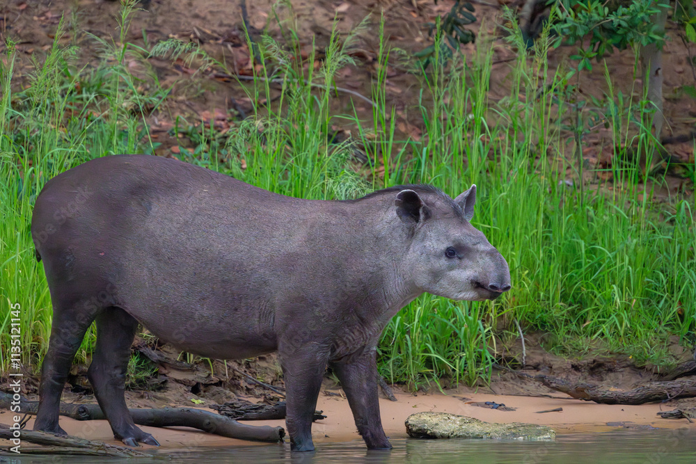 South American tapir comes out of jungle to the Piquiri River to drink South American tapir comes out of jungle to the Piquiri River to drink