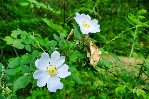 White Dog Rose,(Rosa canina). A vigorous climbing wild rose, known in Shakespeares time as Eglantine
