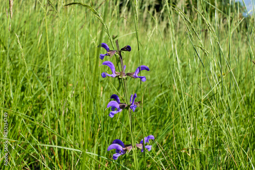 Close up of Wild Clary (Salvia verbenaca) growing in a wildflower meadow
 photo