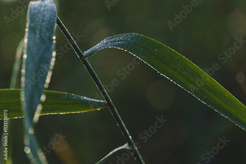 Flora fauna