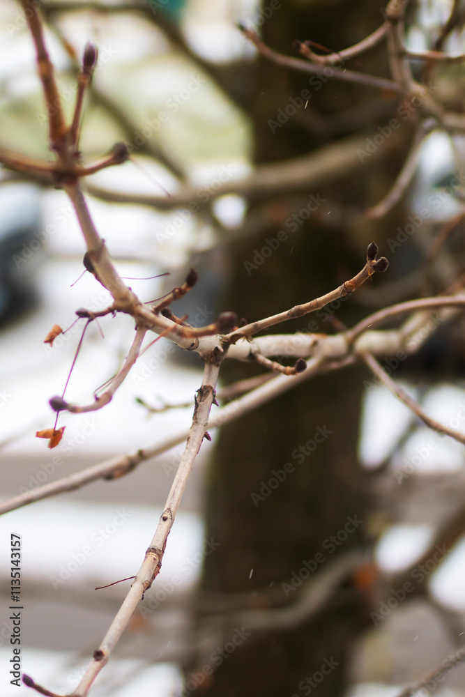 A tree that has many branches but lacks any leaves on them A tree that has many branches but lacks any leaves on them