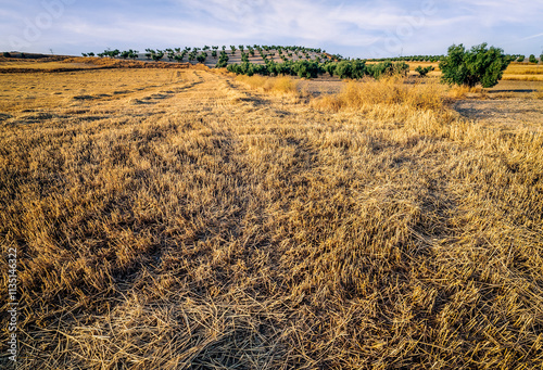 Olive trews and stubble in the summer photo