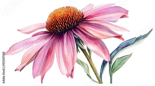 Beautiful watercolor illustration of a pink echinacea flower with vibrant petals and intricate details showcasing the elegance and delicacy of nature's floral beauty in a stunning composition.