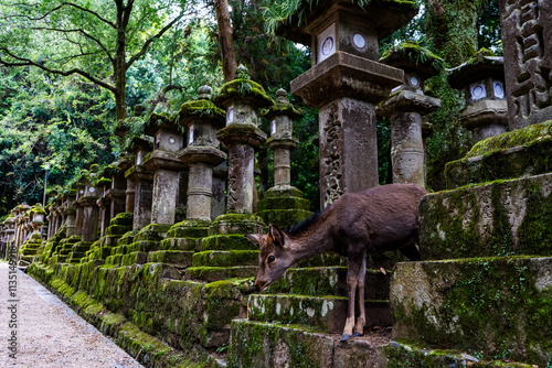 Brown deer standing between the sculptures in the Nara Park, Japan