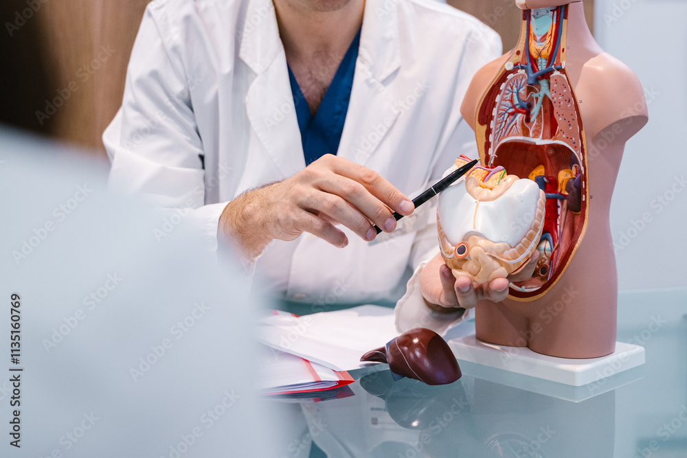 Male doctor explaining human anatomy using anatomical model to colleagues or patient. Medical professional demonstrating internal organs.