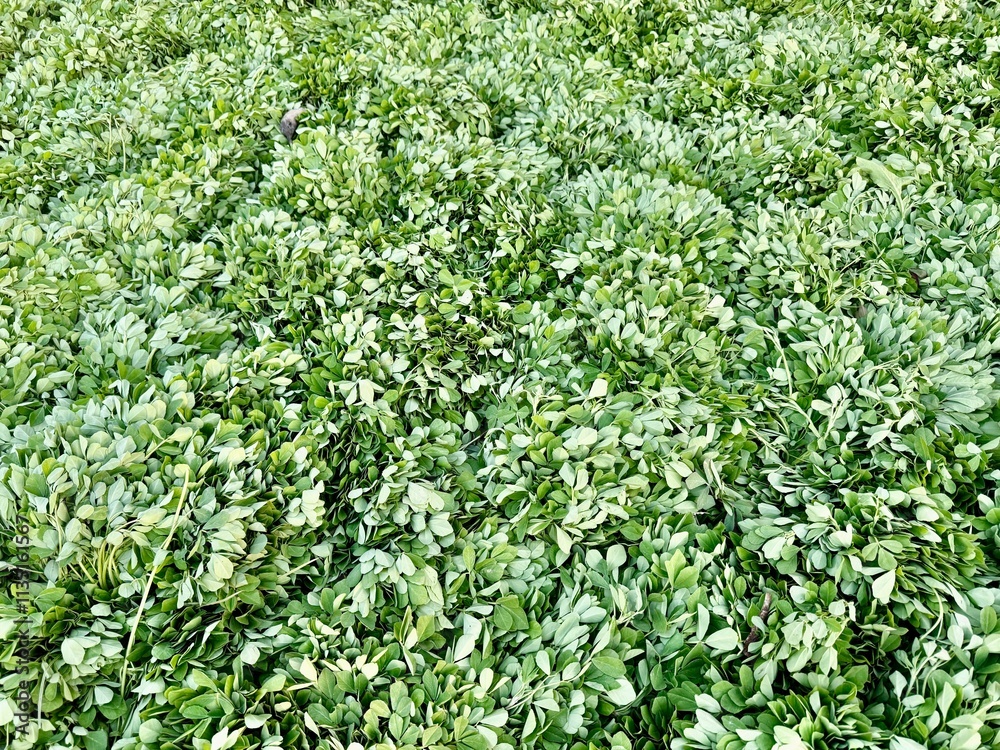 Green leaves vegetables 