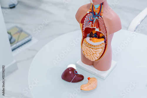 A detailed anatomical model that showcases human organs and their arrangement for educational and explanation purposes.