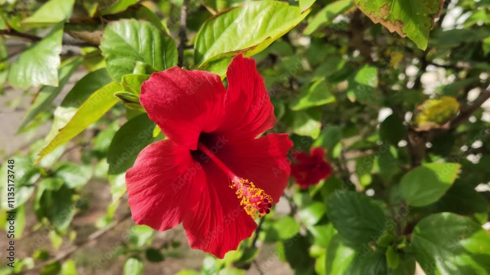 Hibiscus rosa-sinensis, known as Chinese Hibiscus or Shoeblackplant, hailing from Asia, thrives in tropical climates. Used in herbal tea, skin care, and decoration. Hibiscus rosa-sinensis, known as Chinese Hibiscus or Shoeblackplant, hailing from Asia, thrives in tropical climates. Used in herbal tea, skin care, and decoration.