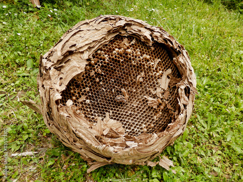 Close up of the internal structure of an Asian Hornet (Vespa velutina) nest showing the internal layers formed by chewed up wood.
 photo