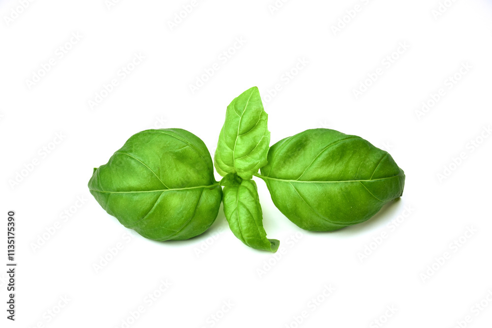 fresh green basil leaves on a white background. fresh green basil leaves on a white background.