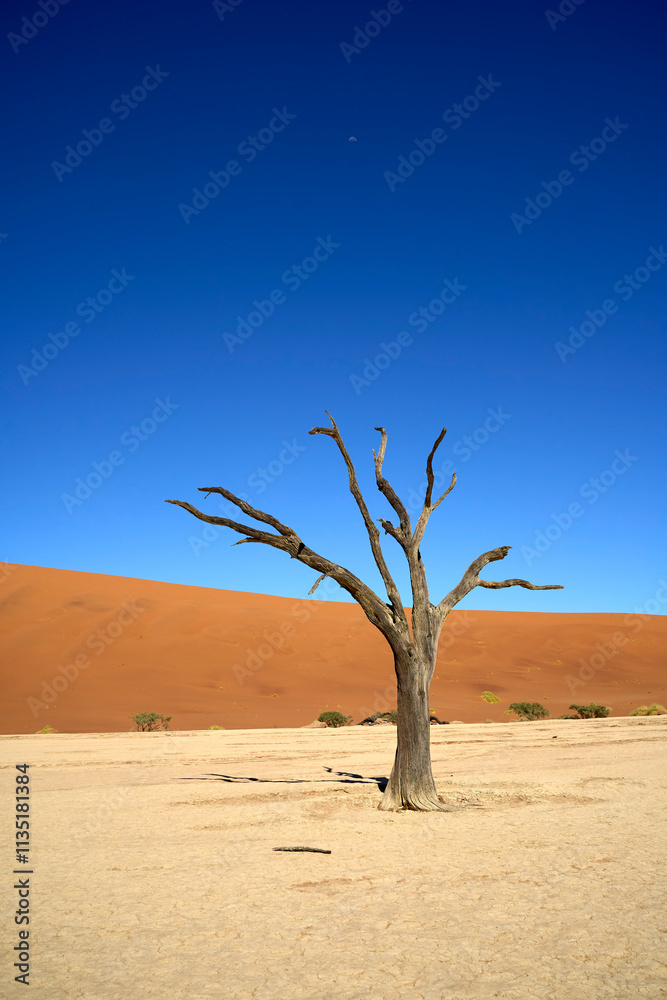 Amazing dead trees left on the salt pan clay surface between the dunes known as Deadvlei in Sossusvlei, Namibia. Amazing dead trees left on the salt pan clay surface between the dunes known as Deadvlei in Sossusvlei, Namibia.