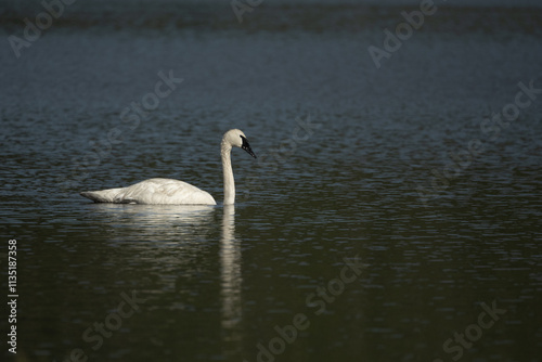 Single Adult Swan Reflecs In Grebe Lake photo