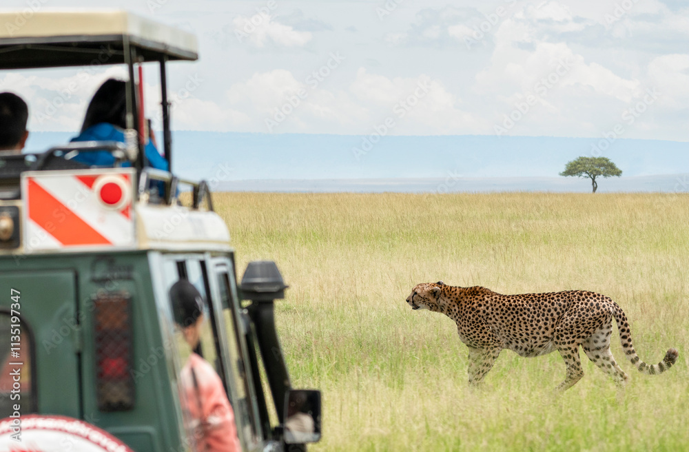 People in a safari vehicle observe a cheetah walking through the grassy savanna