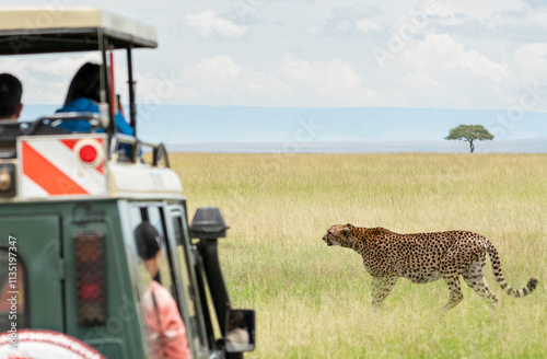 Obraz na płótnie People in a safari vehicle observe a cheetah walking through the grassy savanna w salonie