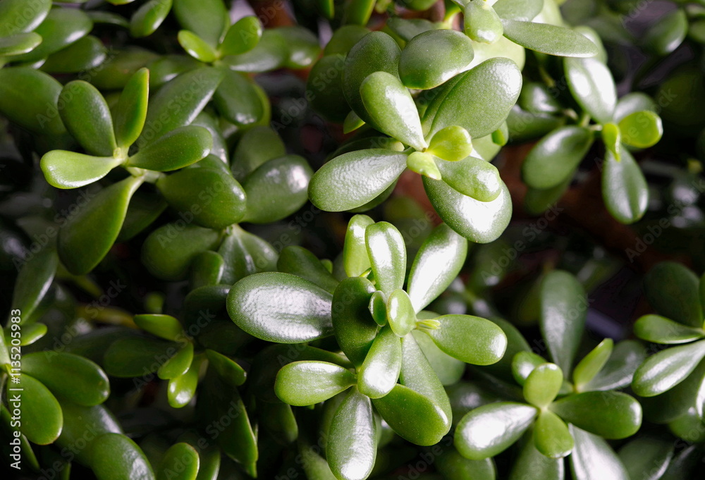 Succulent Plant Baby Jade Succulent Plant Baby Jade