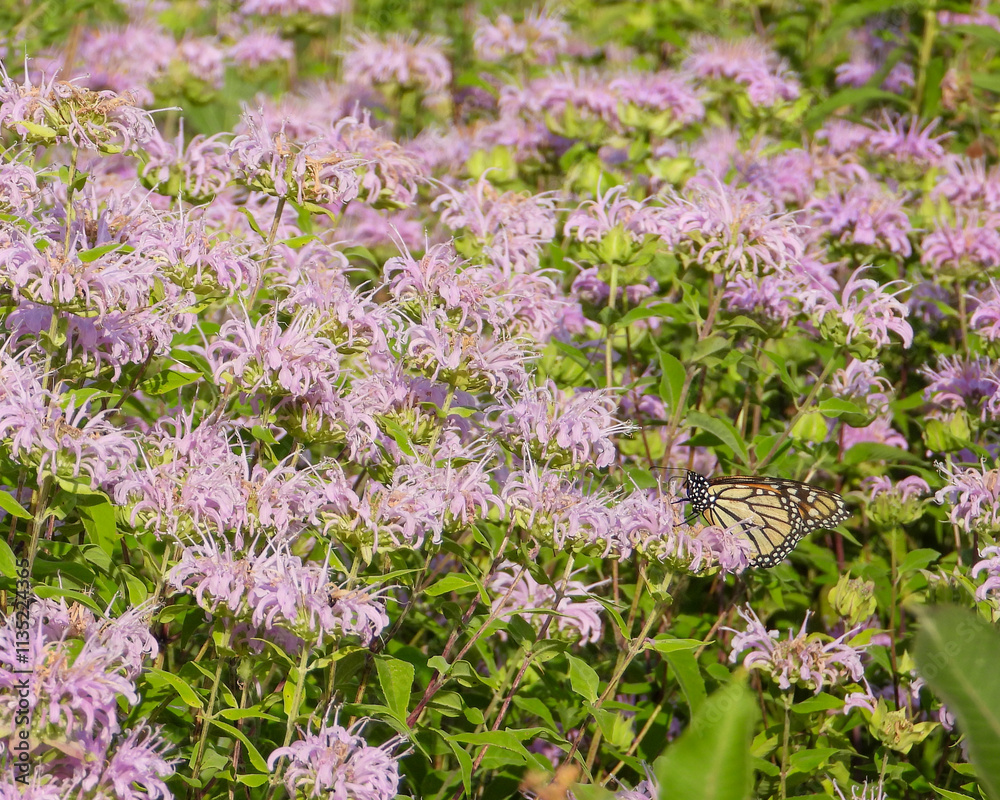 Obraz premium Monarda fistulosa | Wild Bergamot | Native North American Prairie Wildflower