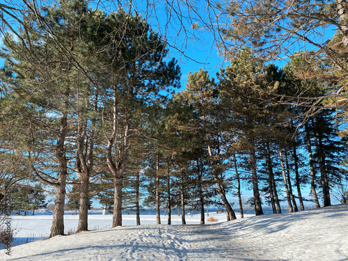 Snowy forest / park edge with clear blue sky