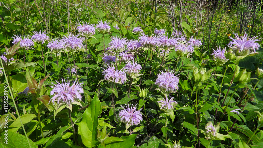 Monarda fistulosa | Wild Bergamot | Native North American Prairie Wildflower Monarda fistulosa | Wild Bergamot | Native North American Prairie Wildflower