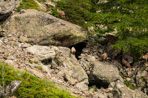 Alpine ibexs (Capra ibex). In the massif of the Mont Blanc, Alps
