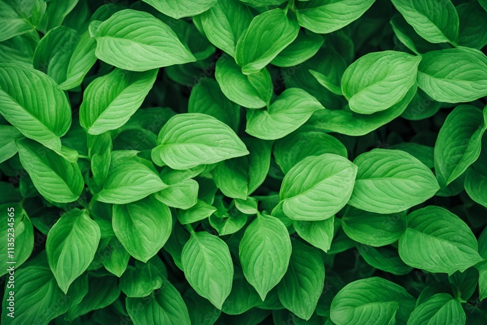 green plant leaves in the gardenm, abstract textured green Vibrant Natural Background green plant leaves in the gardenm, abstract textured green Vibrant Natural Background