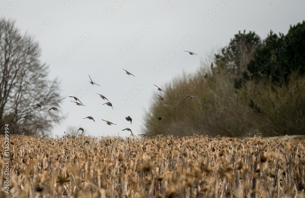 a large flock of hundreds of starlings (Sturnus vulgaris) flying low over a winter sunflower crop a large flock of hundreds of starlings (Sturnus vulgaris) flying low over a winter sunflower crop