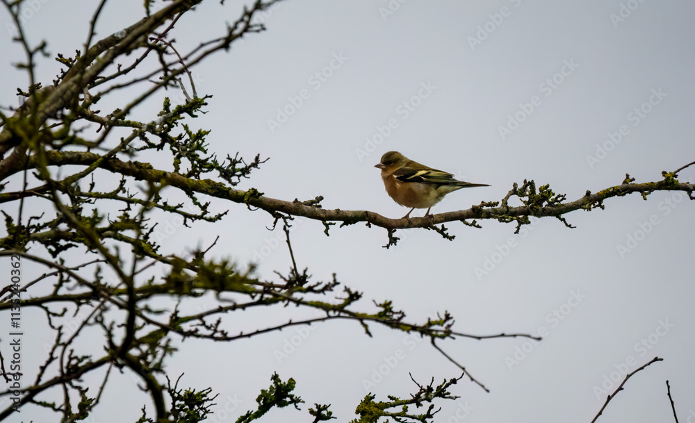 a male chaffinch (Fringilla coelebs) sat in a winter bush a male chaffinch (Fringilla coelebs) sat in a winter bush