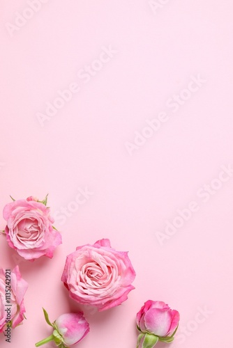 Beautiful composition with pink roses on color background 