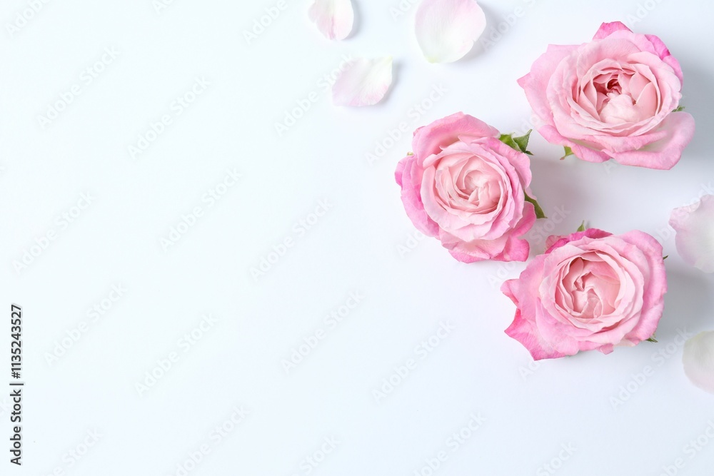 Fototapeta premium Beautiful composition with pink roses on white background 