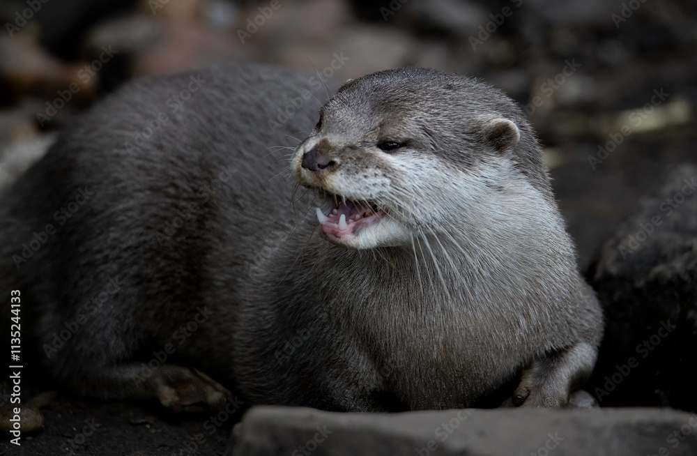 The Asian Small-Clawed Otter (Aonyx cinereus), also known as the Asian Short-Clawed Otter, Oriental Small-Clawed Otter and the Small-Clawed Otter. The Asian Small-Clawed Otter (Aonyx cinereus), also known as the Asian Short-Clawed Otter, Oriental Small-Clawed Otter and the Small-Clawed Otter.