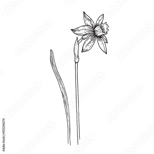 Elegant sketch of daffodil, black and white graphic