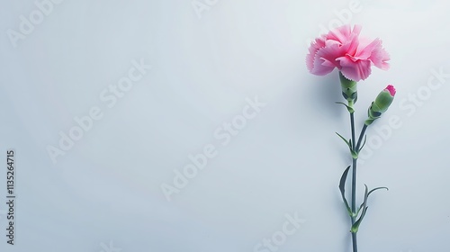 A pink carnation flower carefully isolated on a white background