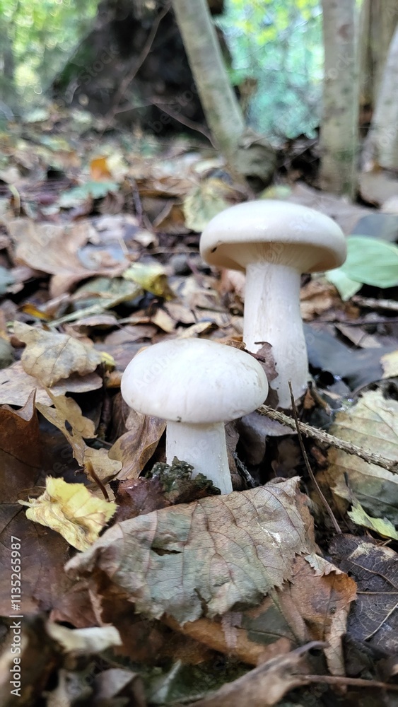 mushroom in the forest mushroom in the forest