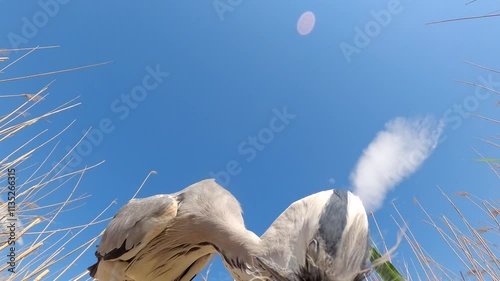 Grey Heron chicks - (Adrea cinerea) - short 2 photo