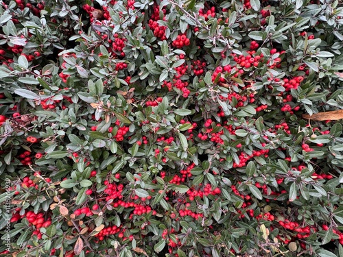 Close-up of a fruiting shrub called Pyracantha coccinea. Firethorn berries, rosaceae evergreen shrub. Dog apple, China, the scarlet, European species or red firethorn. Small, bright red berries.
