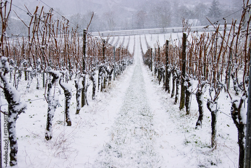 Dormant grapevines of snow covered vineyard in winter, Seasonal cycle of winemaking, geometric vine rows. Wuerzburg, Bavaria, Germany. Copy space