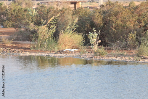 Bird flying near the water