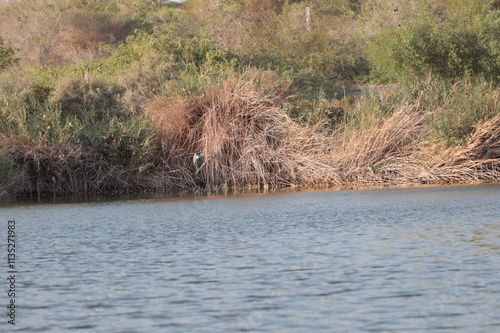 reeds in the water