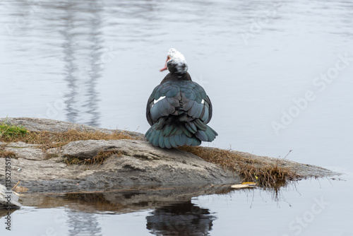 Large bird of muscovy duck on stone in city lake. Black musk with greenish plumage in wildlife. Domestic bird of cairina moschata. Portrait poultry water duck in pond. Barbary duck with red nasal. photo