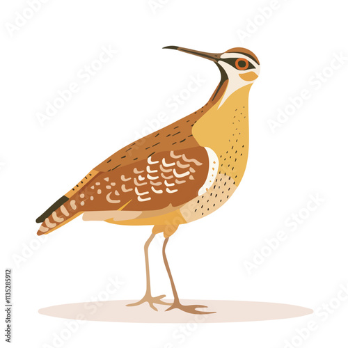 Flat vector woodcock, isolated on a white background.