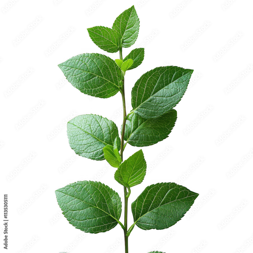 Naklejka premium tree growing isolated on transparent background