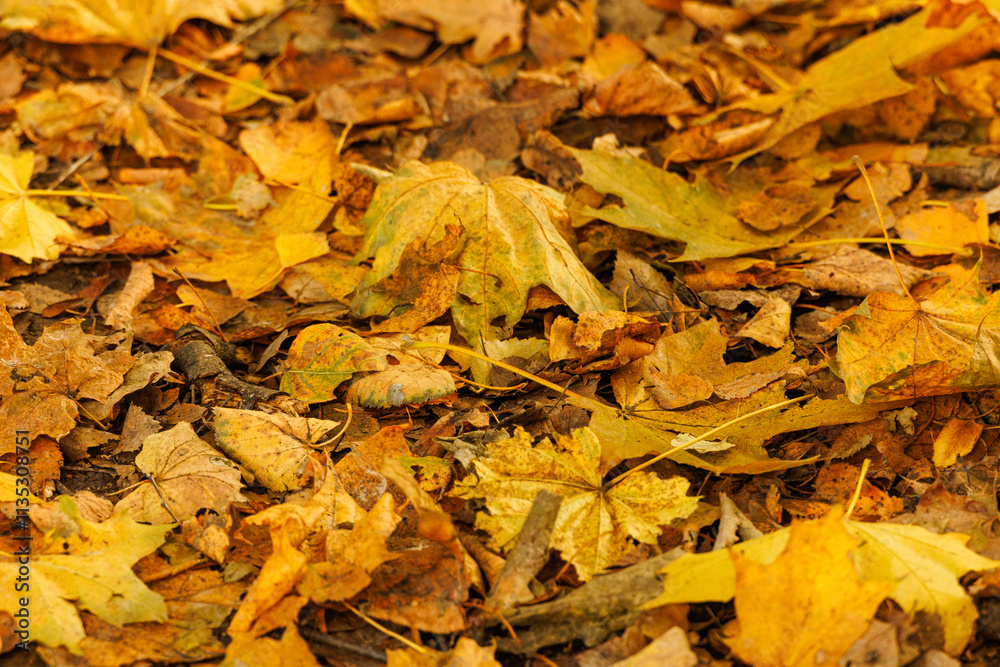 A carpet of vibrant yellow and orange leaves covers the ground, capturing the essence of a tranquil autumn day. A carpet of vibrant yellow and orange leaves covers the ground, capturing the essence of a tranquil autumn day.