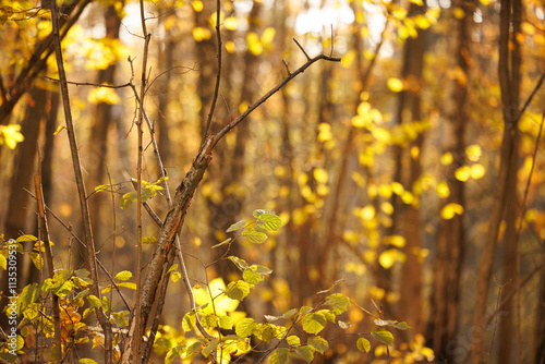 Warm sunlight filters through vibrant golden leaves, casting a magical glow in the peaceful autumn forest.