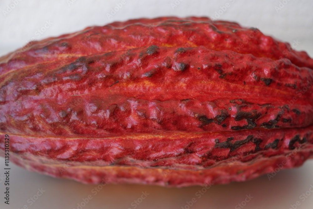 The cocoa bean, also known simply as cocoa or cacao, is the dried and fully fermented seed of Theobroma cacao. Fortaleza - Ceara, Brazil. The cocoa bean, also known simply as cocoa or cacao, is the dried and fully fermented seed of Theobroma cacao. Fortaleza - Ceara, Brazil.