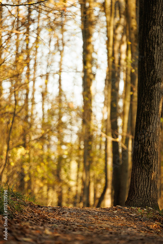 A tranquil path meanders through a forest, illuminated by warm sunlight and scattered autumn leaves.