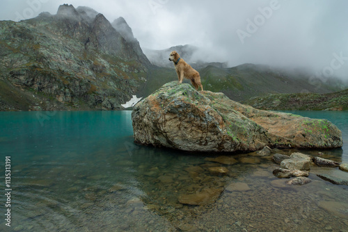 A Golden Retriever dog stands on a rock on the lake. The image reflects the tranquility and beauty of the serene mountain scenery. photo